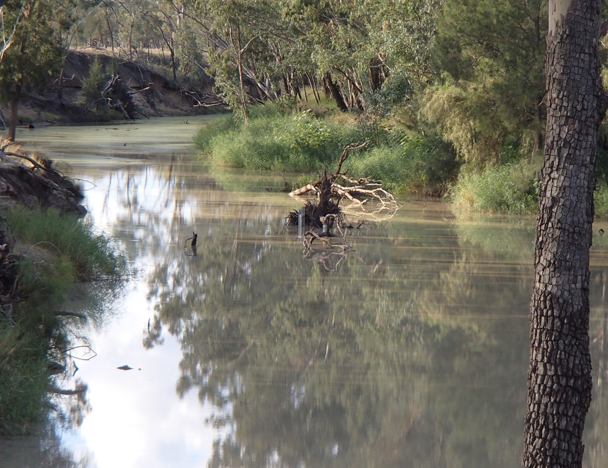 Photograph of one of the study sites: Reilly’s Weir, showing dense vegetation surrounding the waterhole.