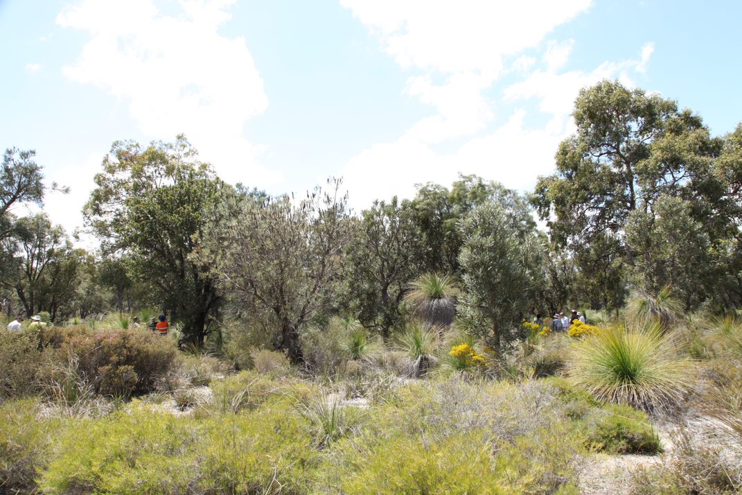 Photo of native Banksia woodland at Whiteman Park.