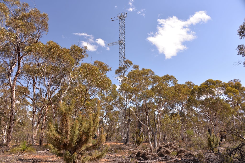 Photo of the Boyagin Wandoo flux tower.